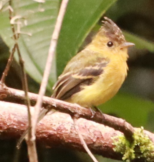 Tufted Flycatcher - ML620769931