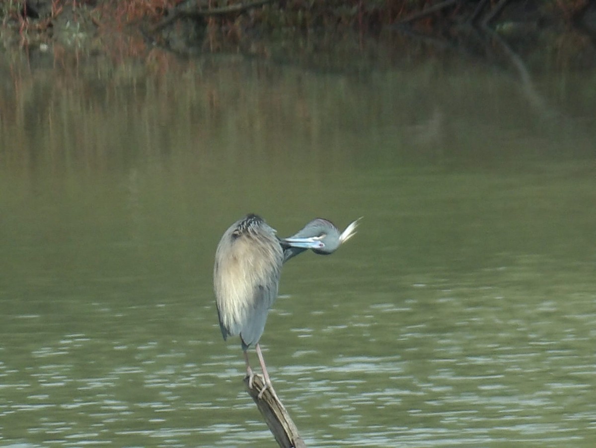 Tricolored Heron - ML620769932