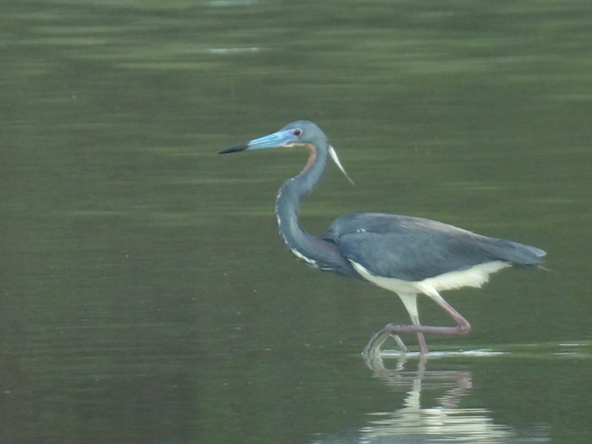 Tricolored Heron - ML620769933