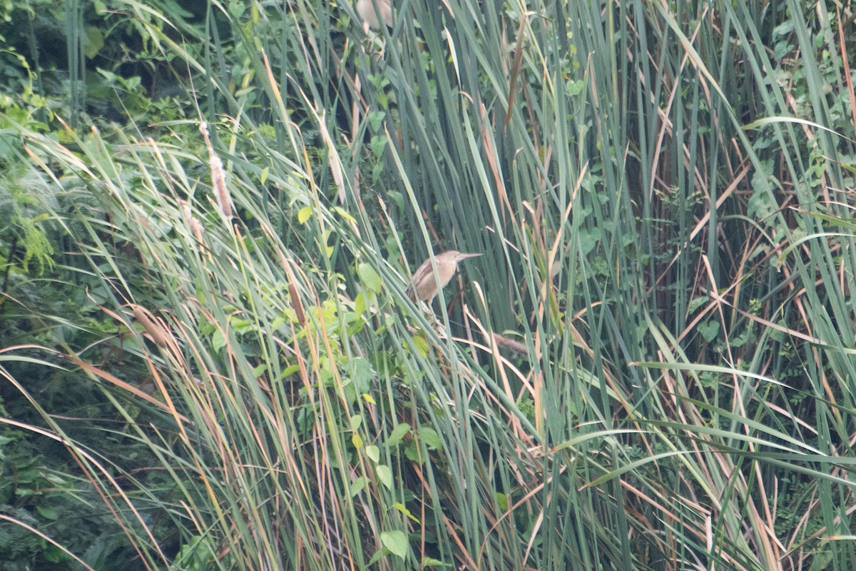 Yellow Bittern - ML620769935