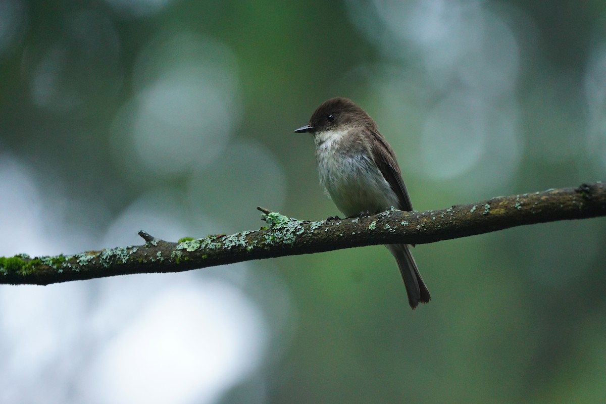 Eastern Phoebe - ML620769937