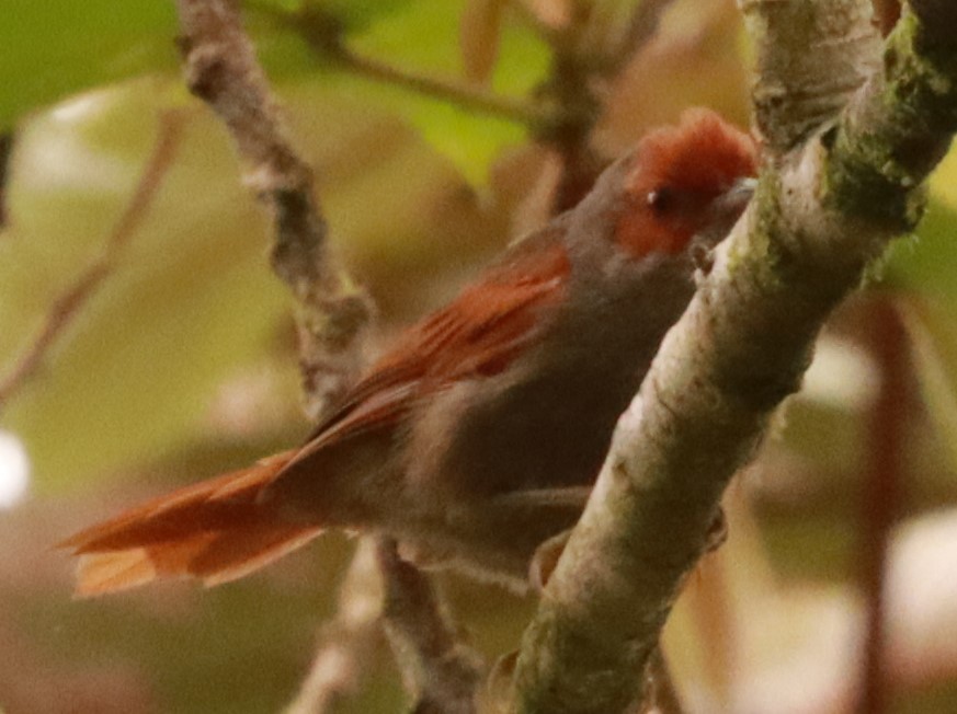 Red-faced Spinetail - ML620769939