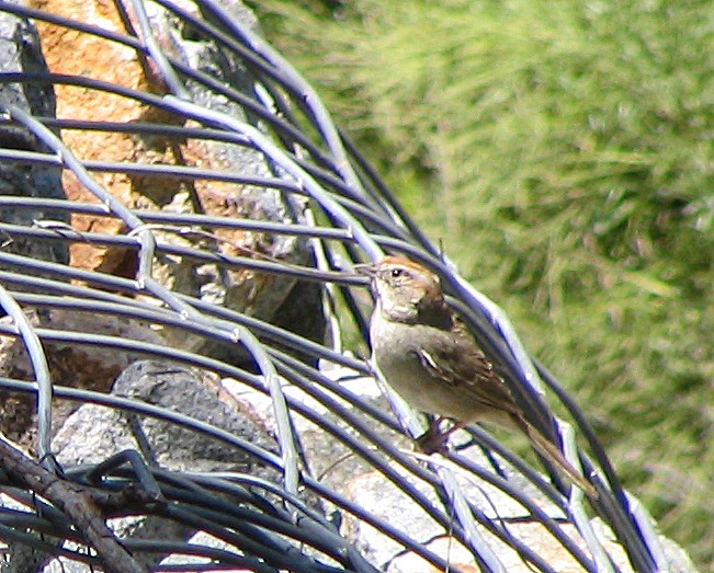 Rufous-crowned Sparrow - ML620769940