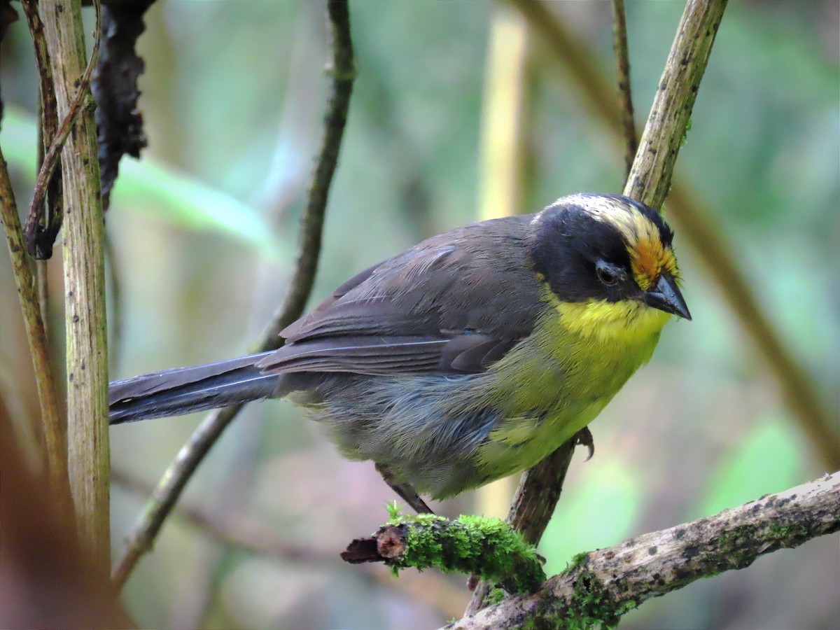 Pale-naped Brushfinch - Diego Rojas