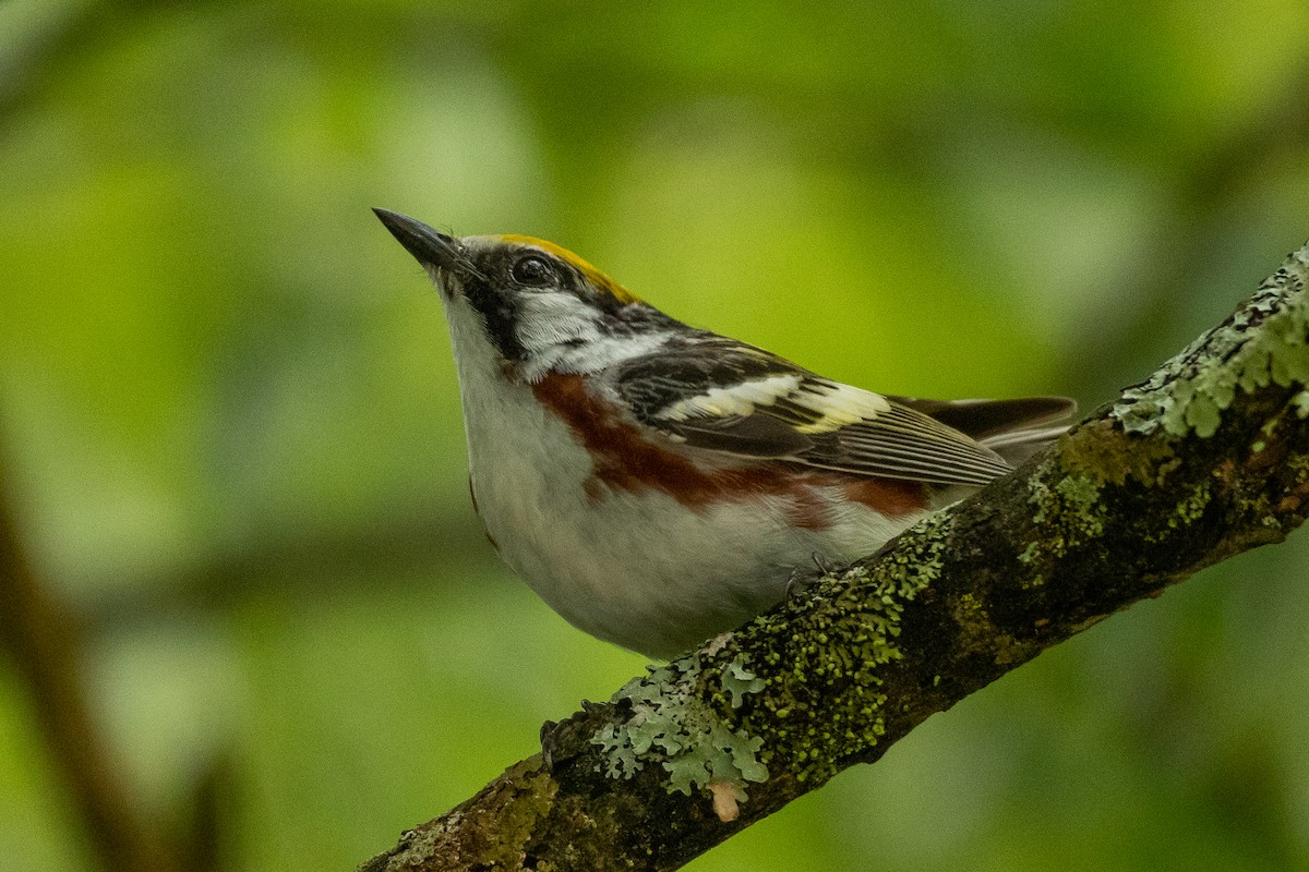 Gelbscheitel-Waldsänger - ML620769946