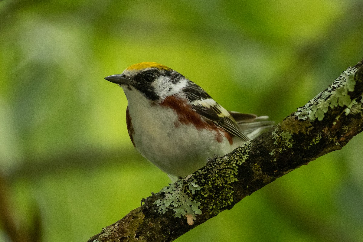 Gelbscheitel-Waldsänger - ML620769947