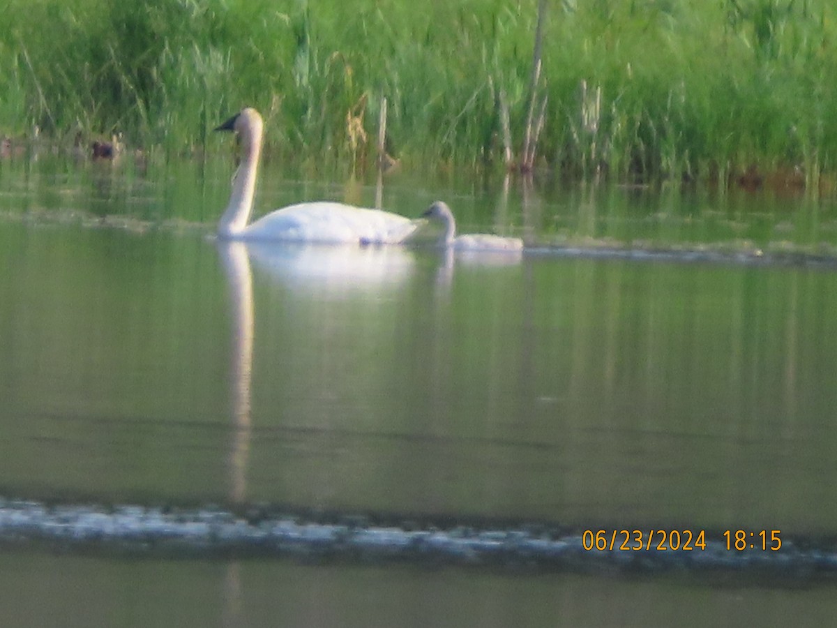 Trumpeter Swan - ML620769955