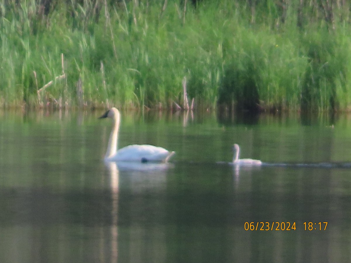 Trumpeter Swan - ML620769956