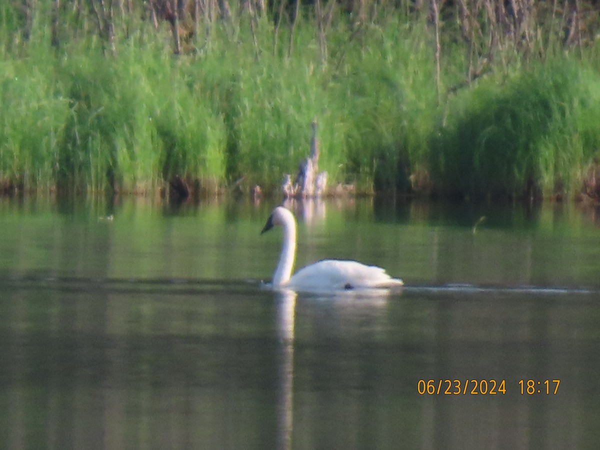 Trumpeter Swan - ML620769961