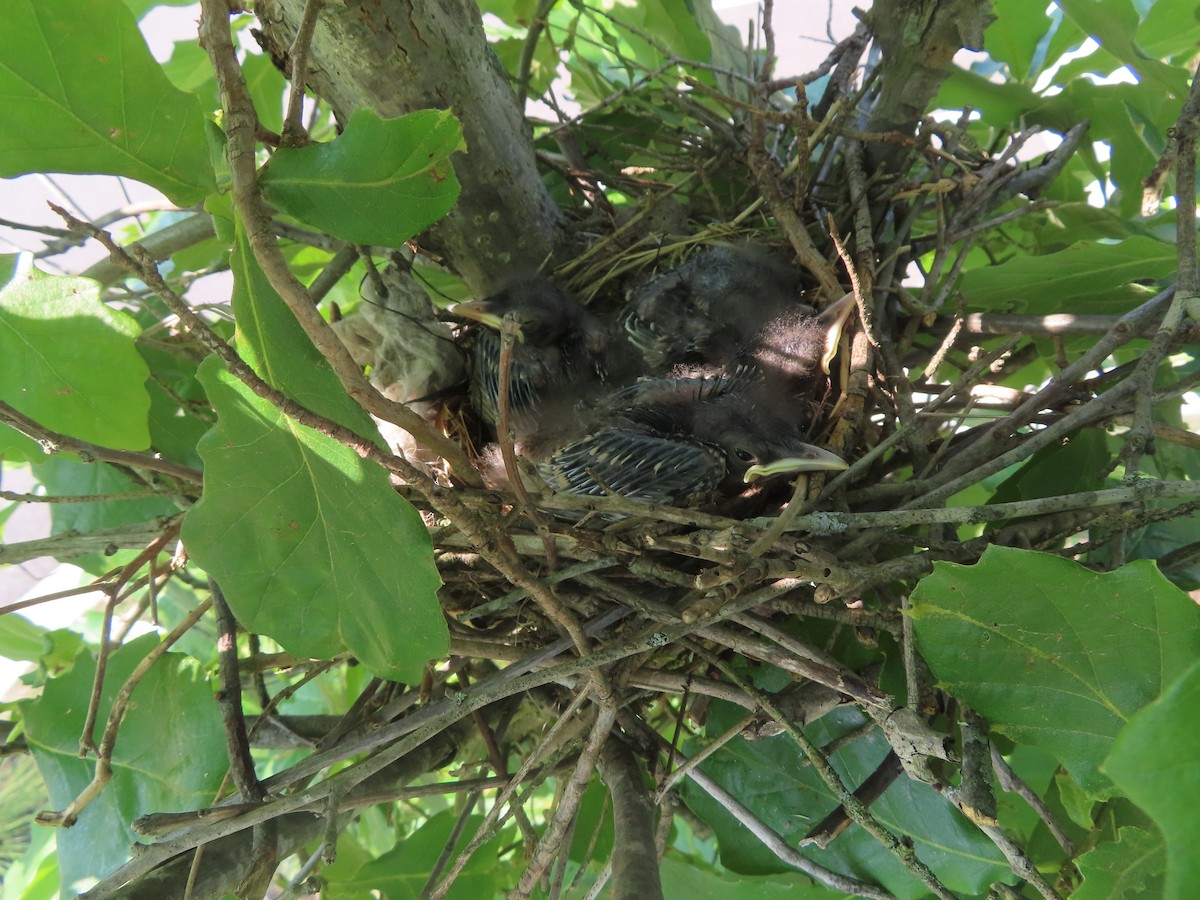 Northern Mockingbird - ML620769962