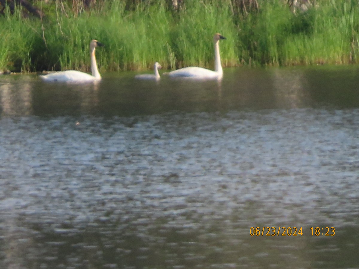 Trumpeter Swan - ML620769965