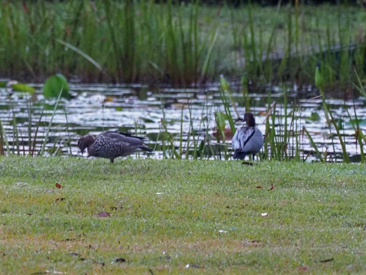 Maned Duck - ML620769968