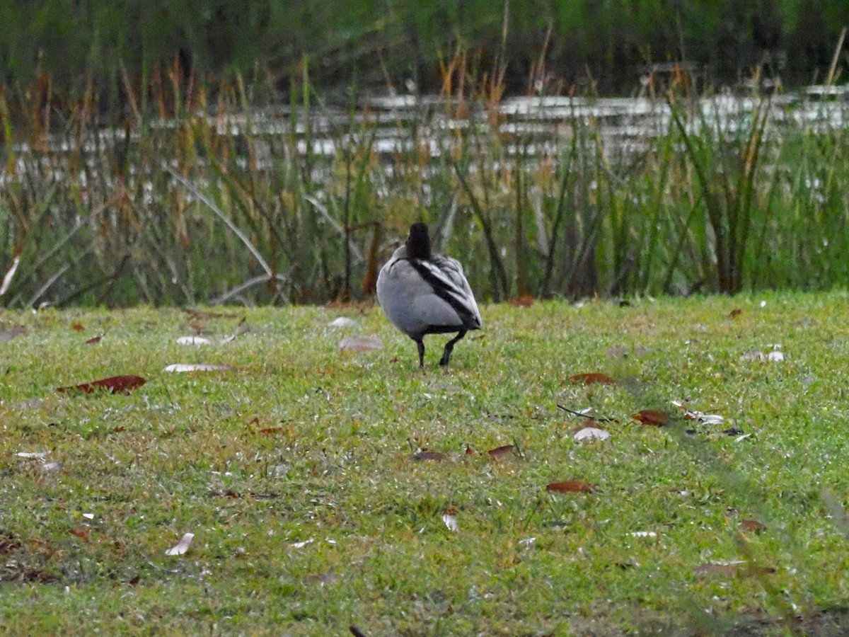 Pato de Crin - ML620769971