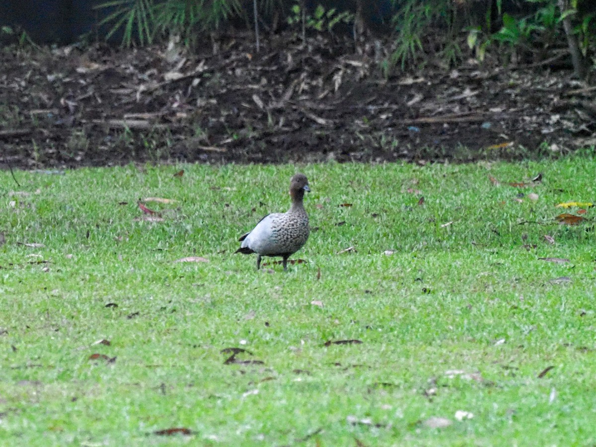 Maned Duck - ML620769973