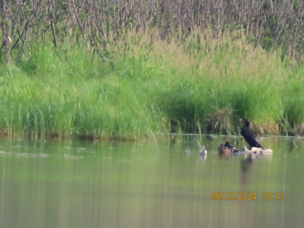 Double-crested Cormorant - ML620769974