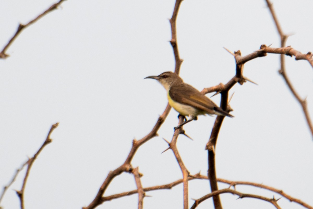 Purple-rumped Sunbird - ML620769976