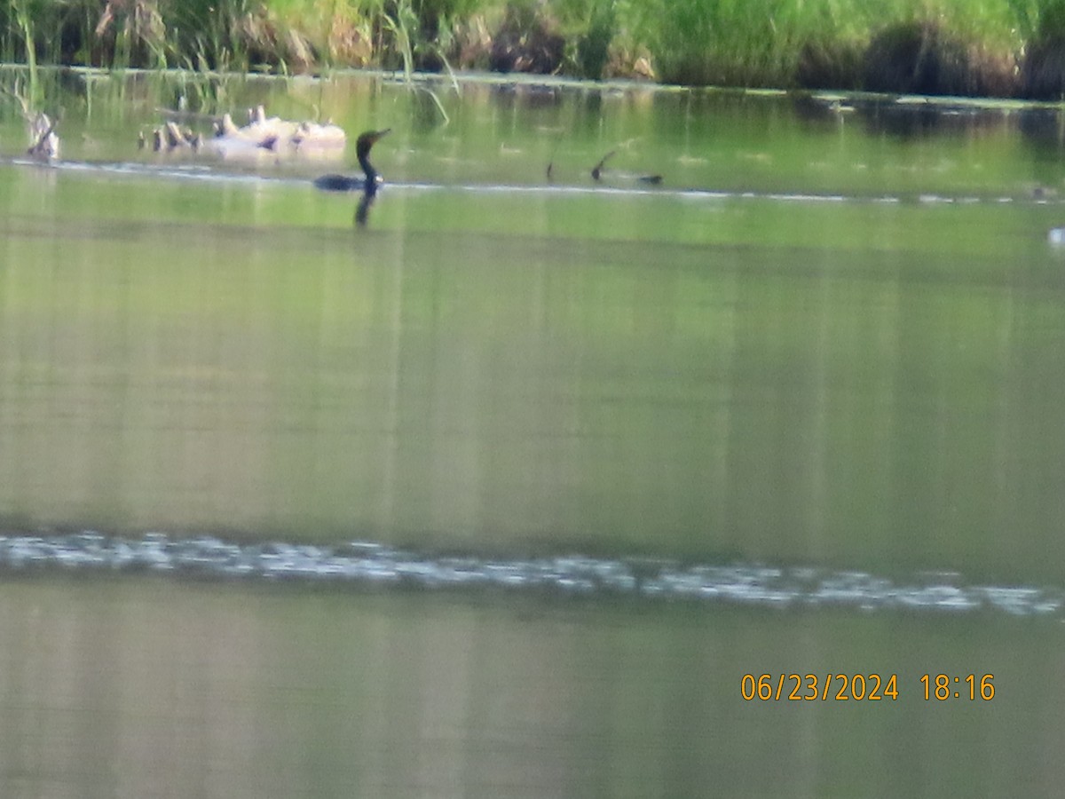 Double-crested Cormorant - ML620769977