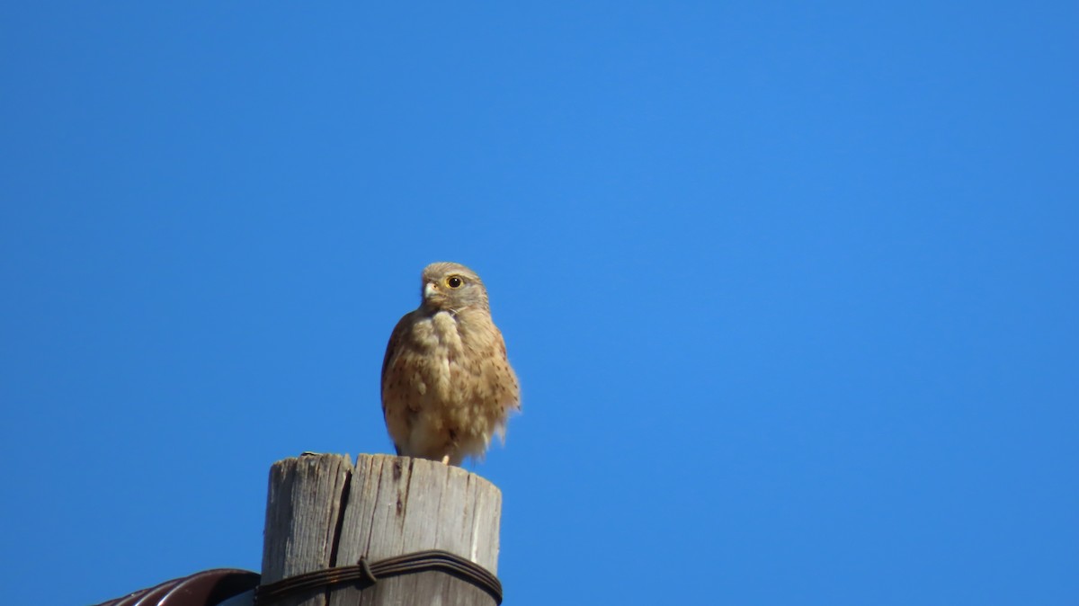 Rock Kestrel - ML620769979