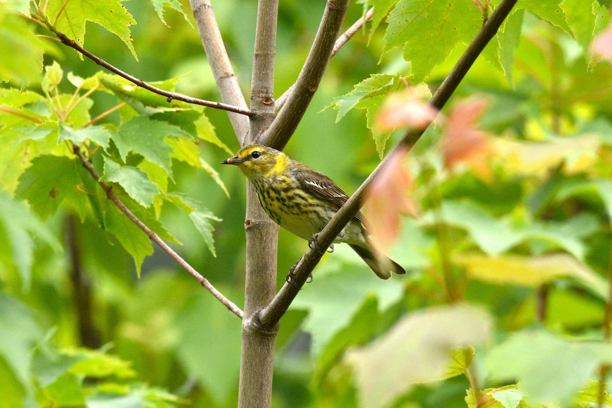 Cape May Warbler - Devin Johnstone