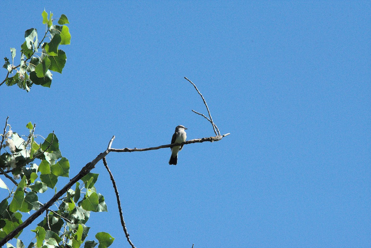 Western Kingbird - ML620769990