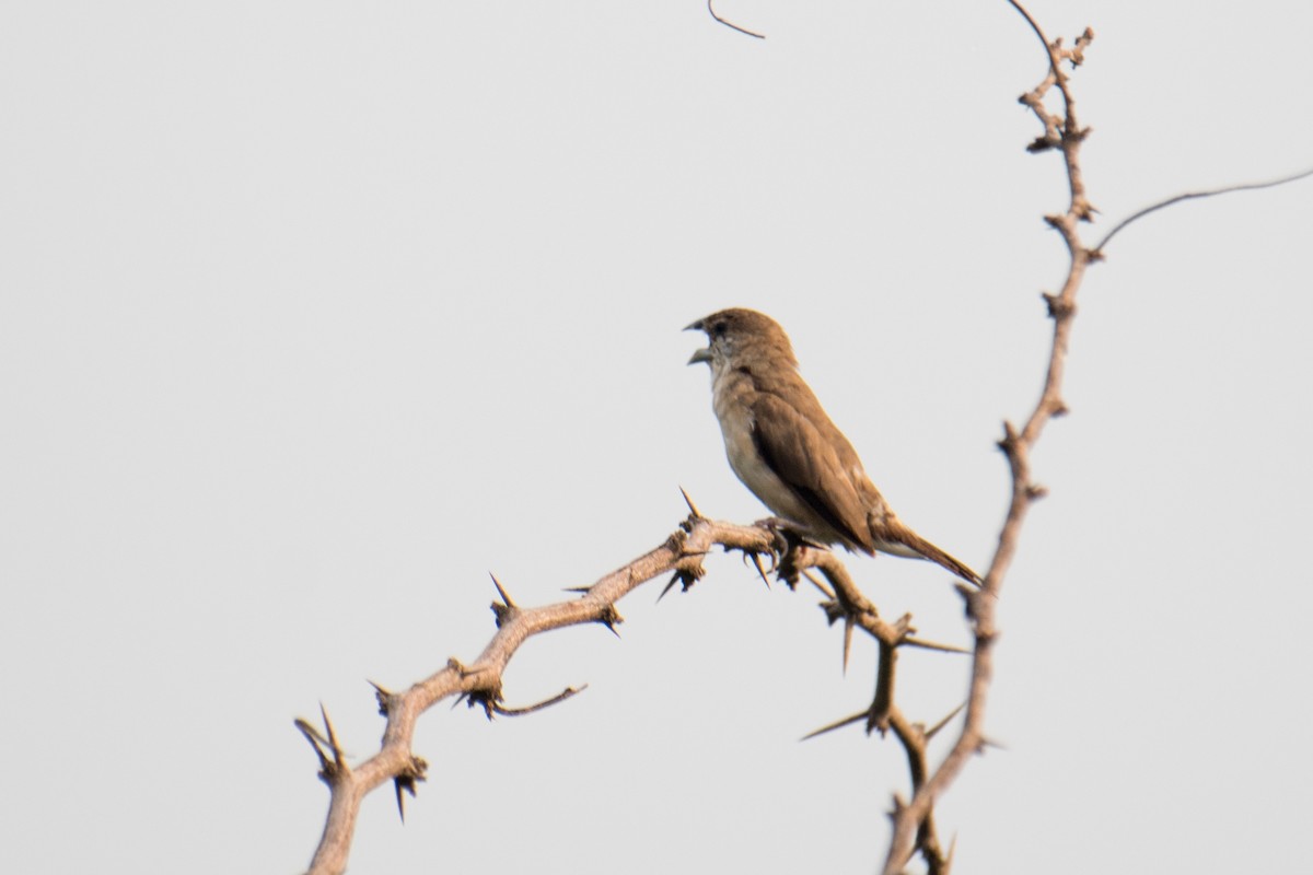 Indian Silverbill - ML620769994