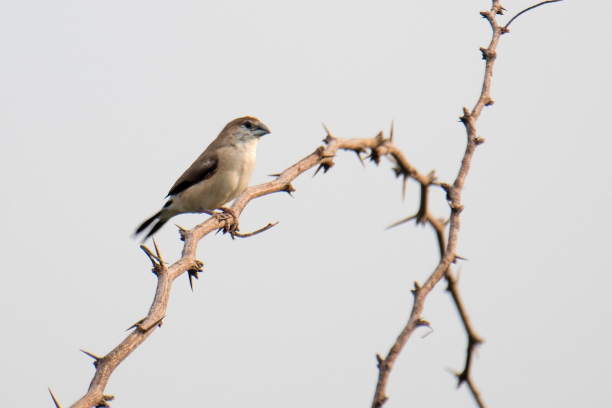 Indian Silverbill - ML620769996