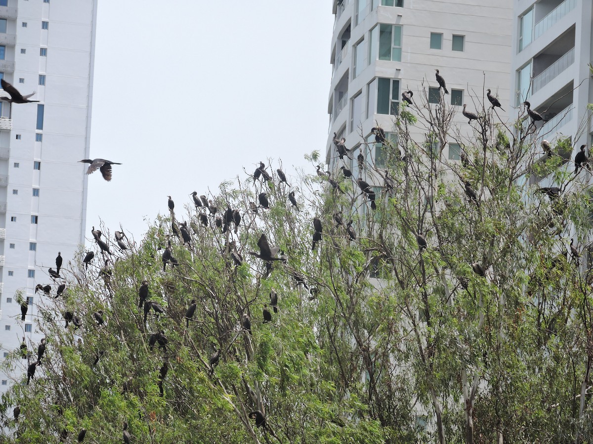 Neotropic Cormorant - ML620769999