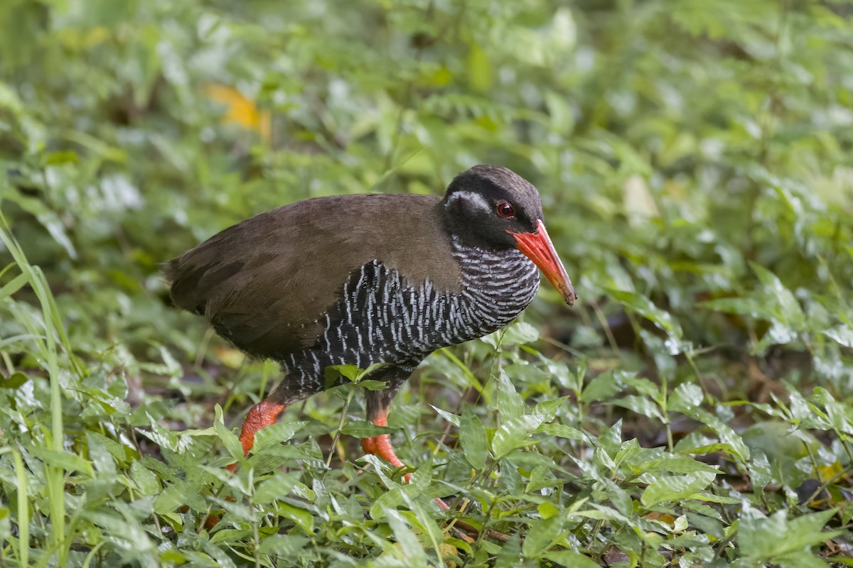 Rascón de Okinawa - ML620770008