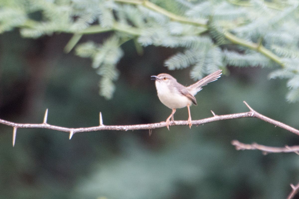 Common Tailorbird - ML620770009