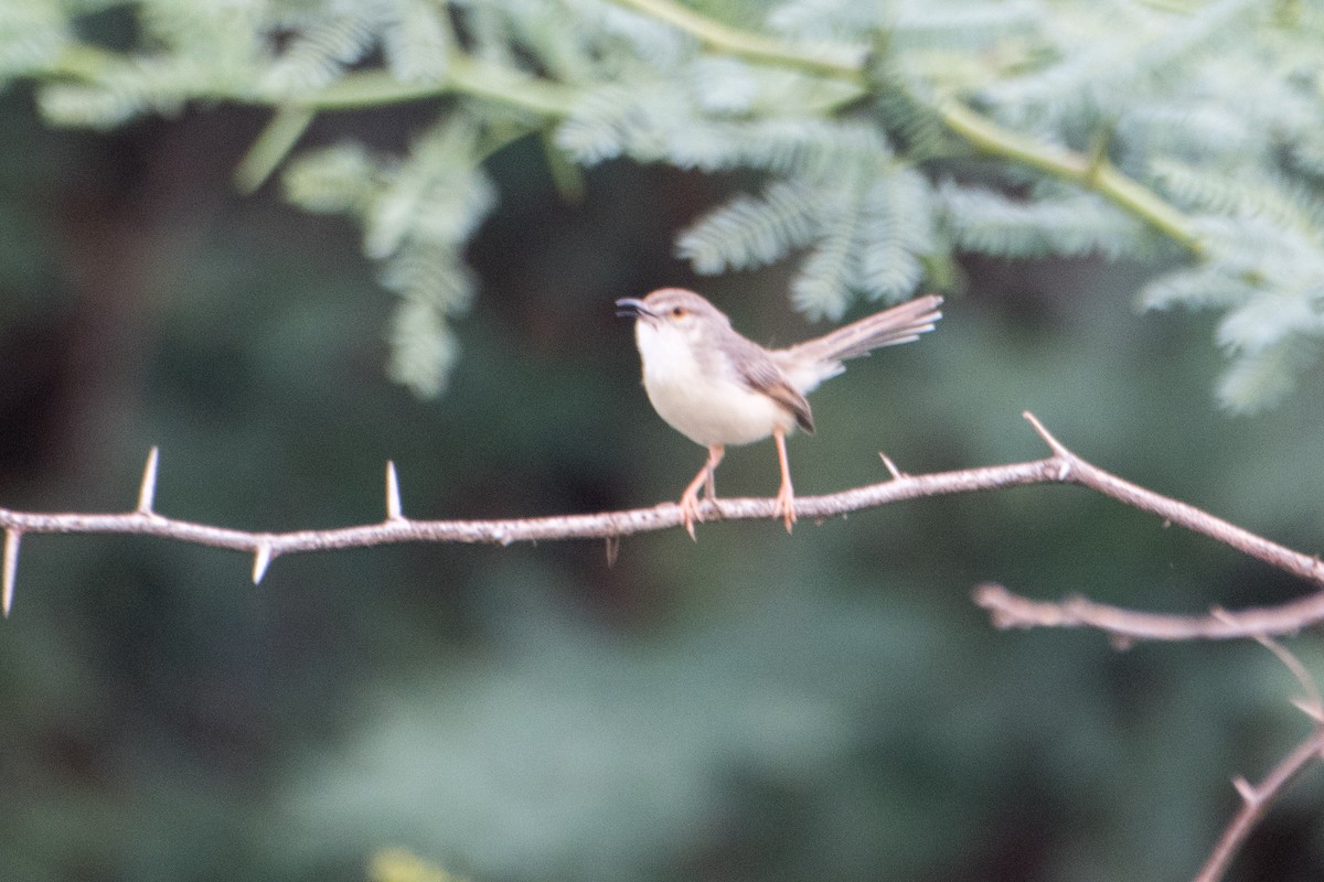 Common Tailorbird - ML620770010