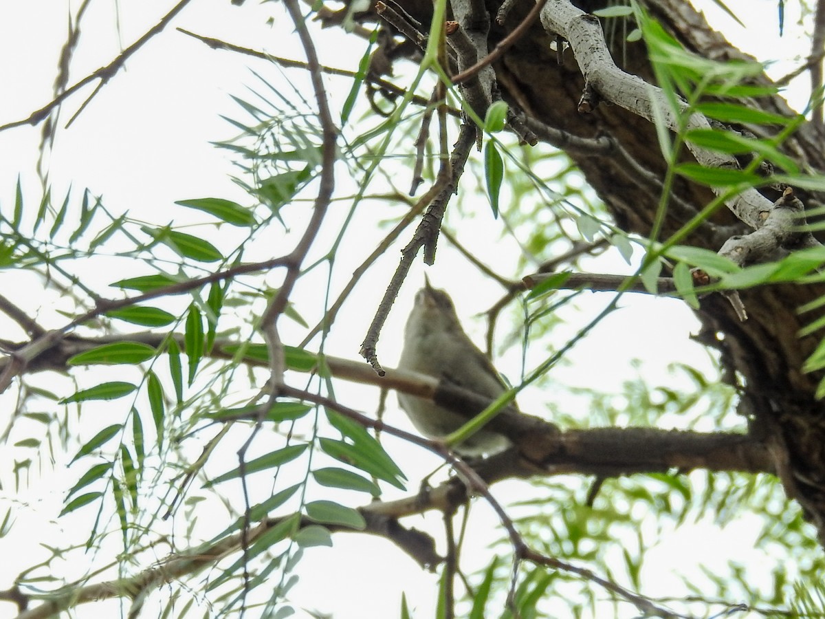 Bewick's Wren - ML620770011