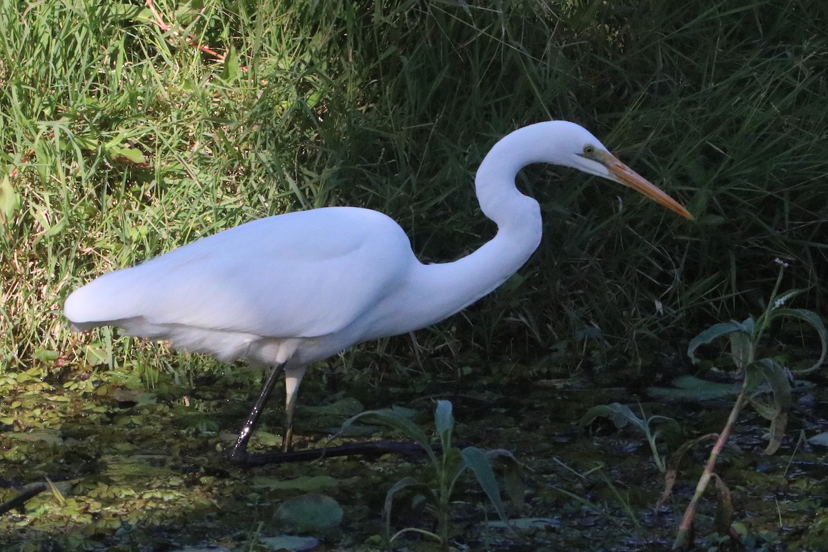 Great Egret - ML620770012