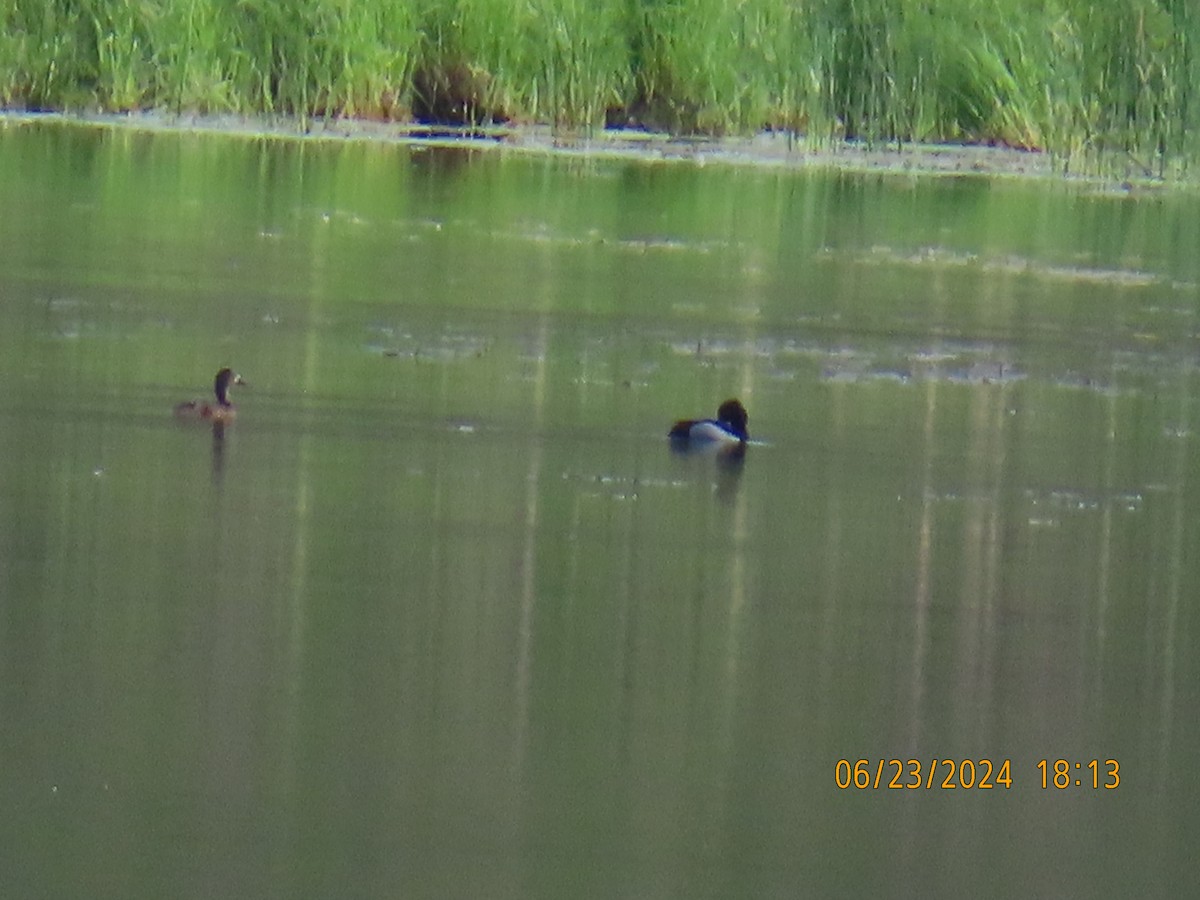 Ring-necked Duck - ML620770013