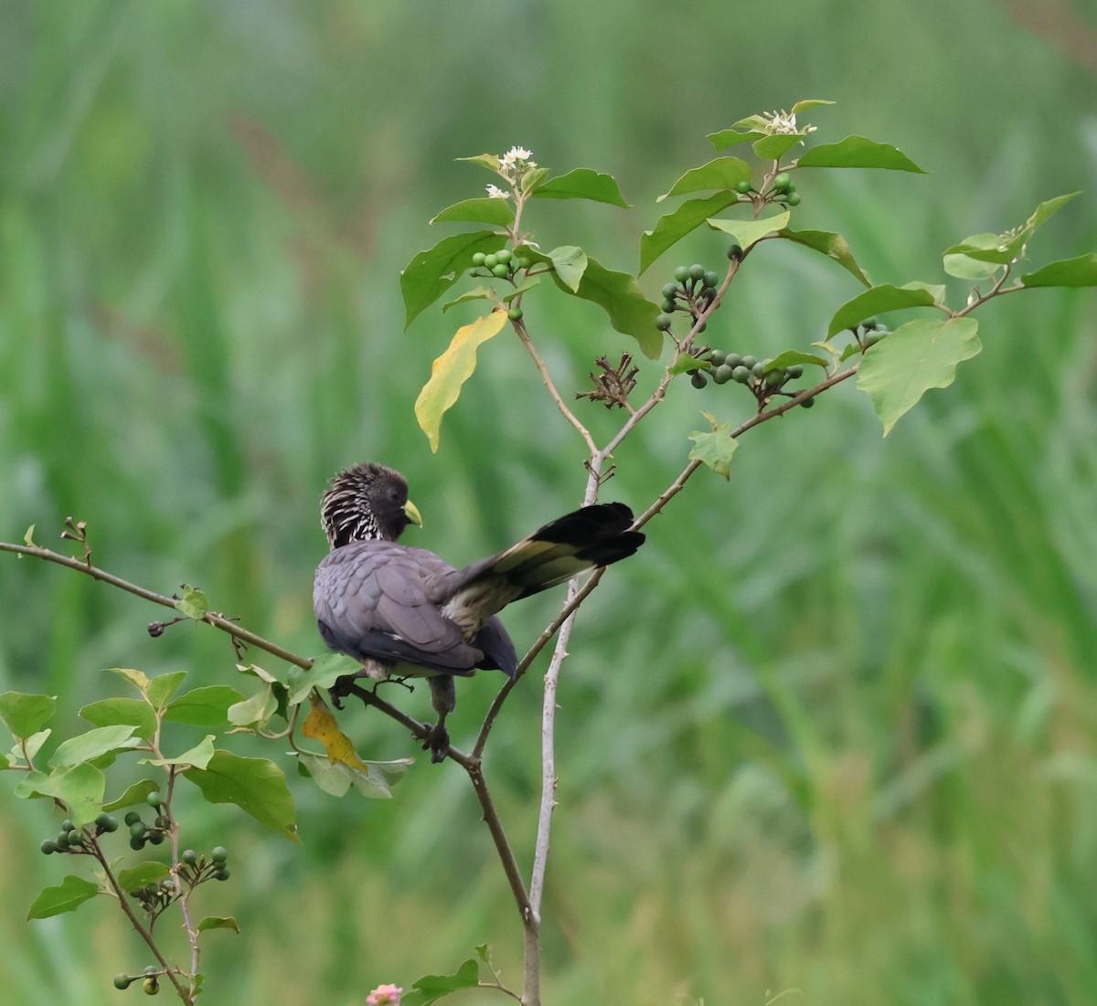 Eastern Plantain-eater - ML620770014