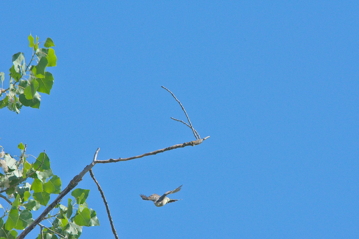 Western Kingbird - ML620770015