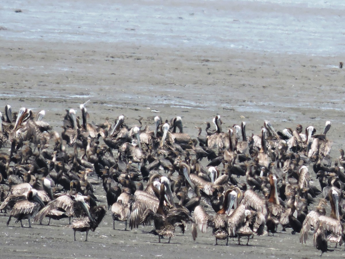 Brown Pelican - ML620770016