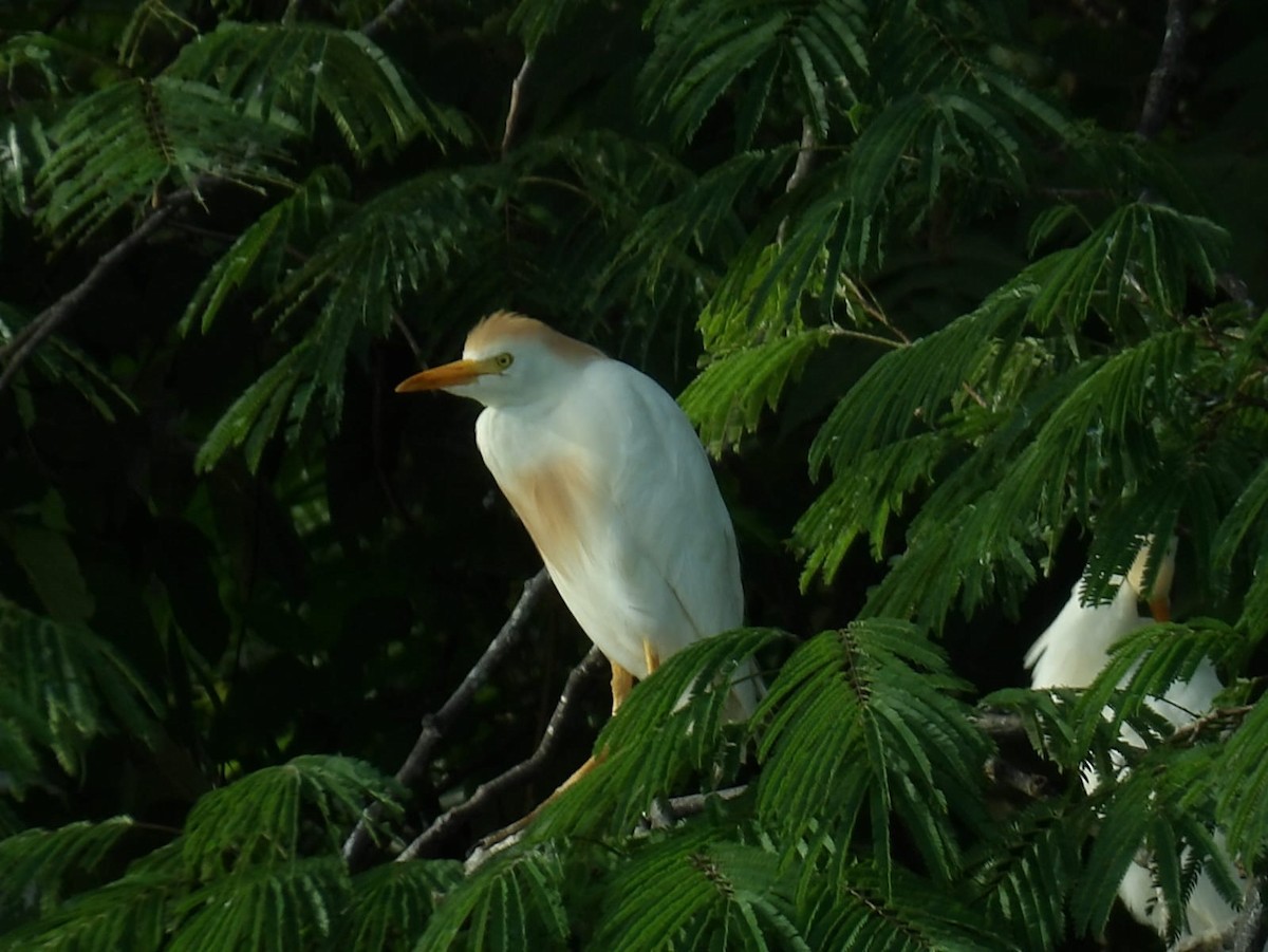 Western Cattle Egret - ML620770023