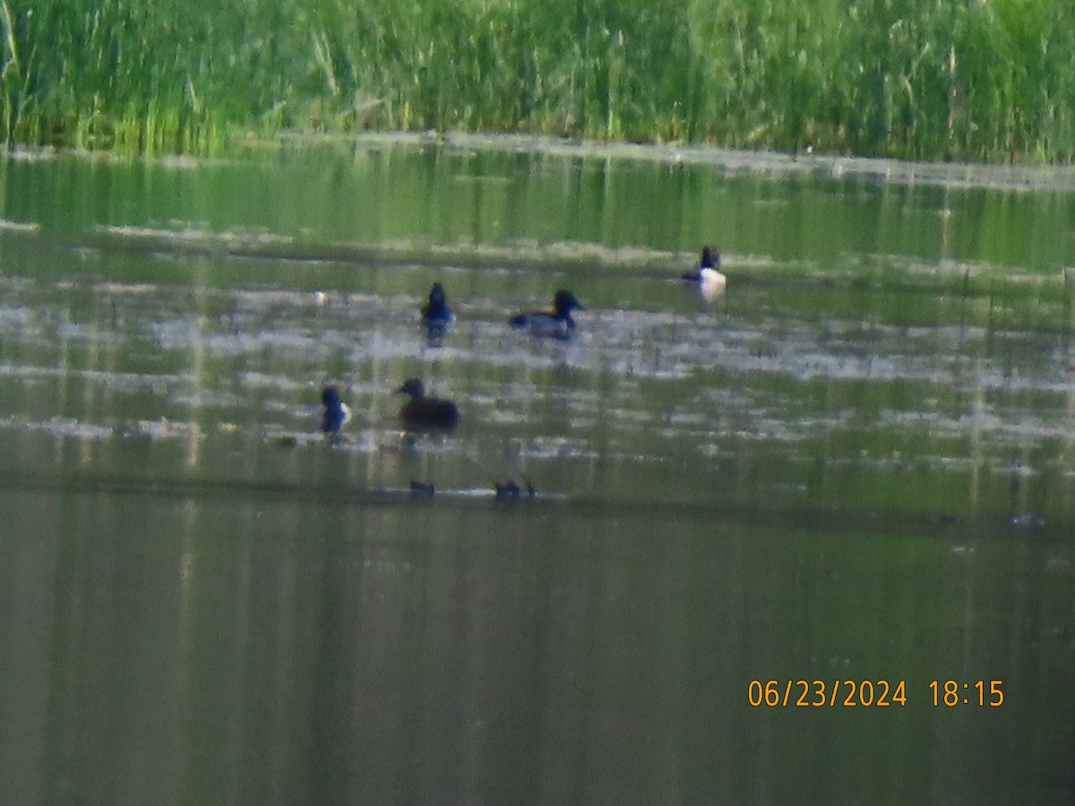 Ring-necked Duck - ML620770024