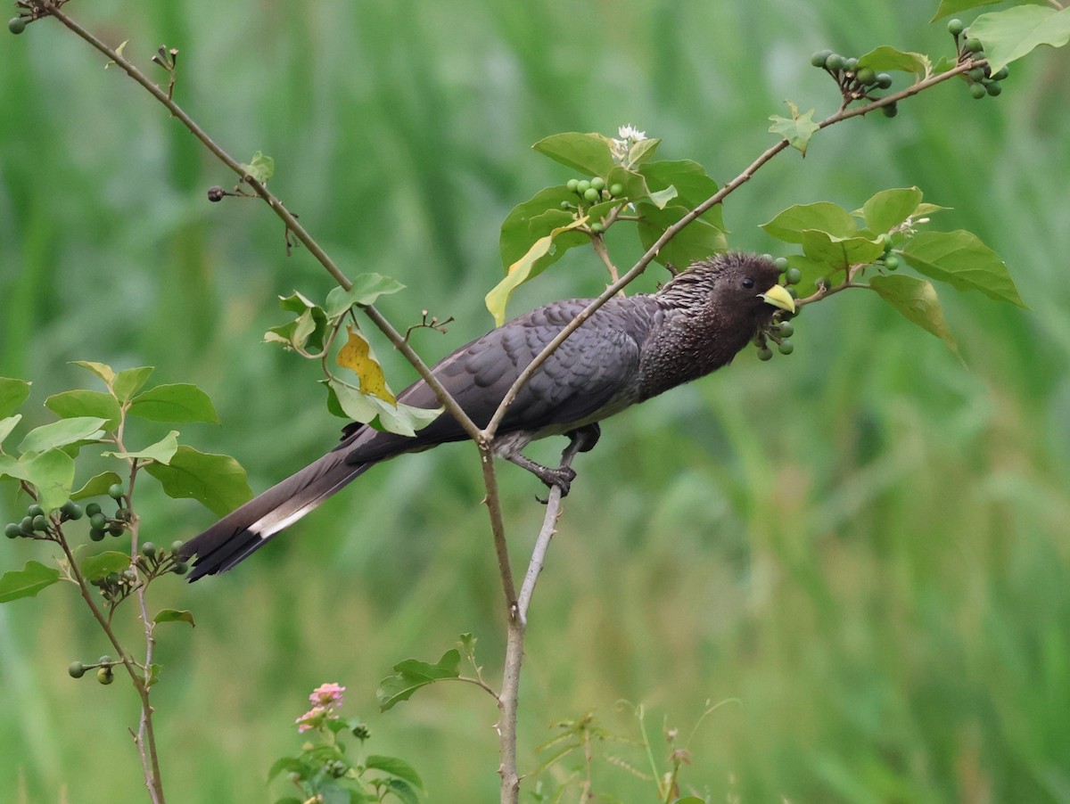 Eastern Plantain-eater - ML620770027