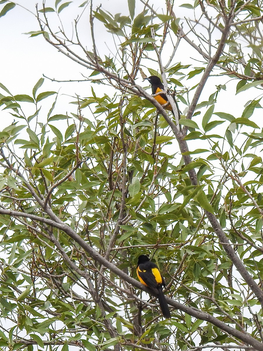 Black-vented Oriole - Sergio Castañeda Ramos