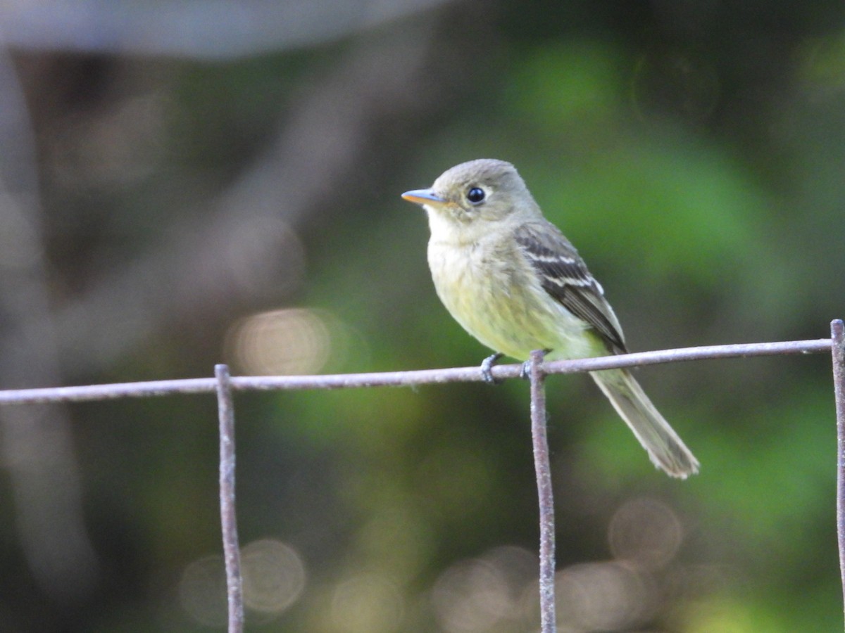 Western Flycatcher (Cordilleran) - ML620770041