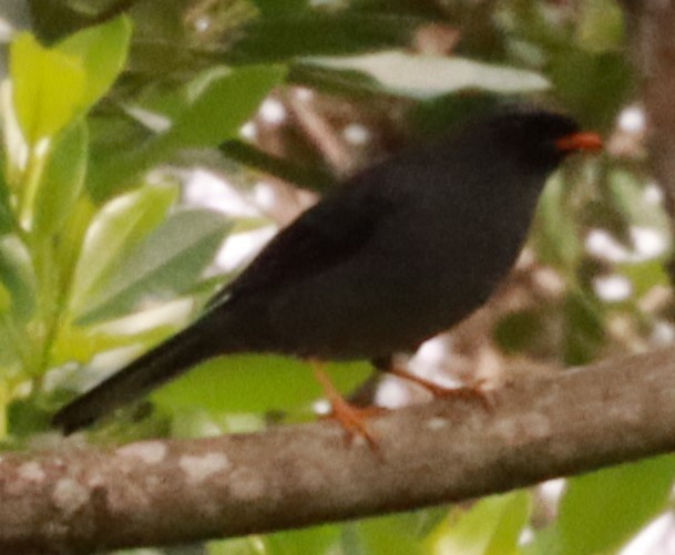 Black-faced Solitaire - ML620770045