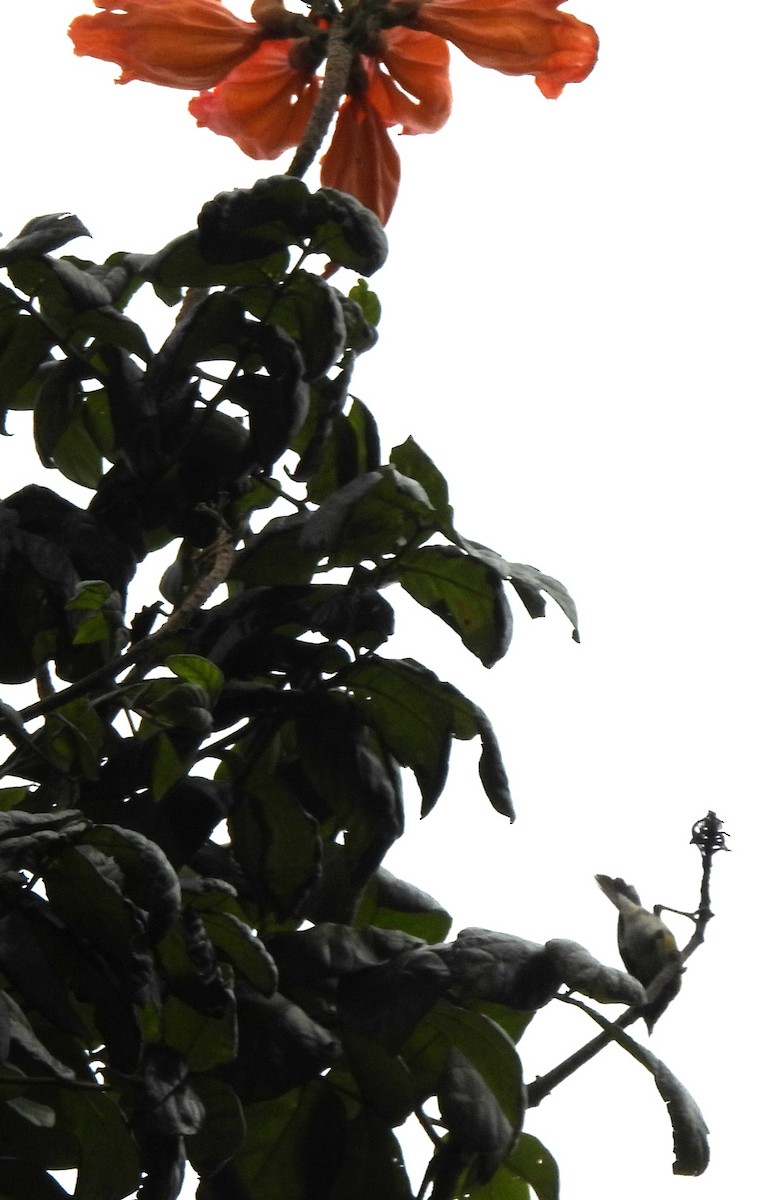 Bananaquit (Greater Antillean) - Kevin Rohling