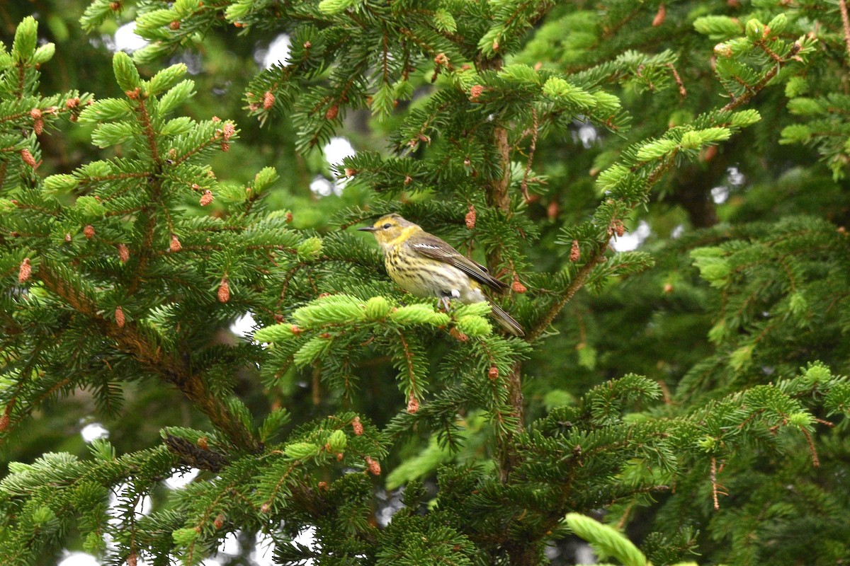 Paruline tigrée - ML620770052