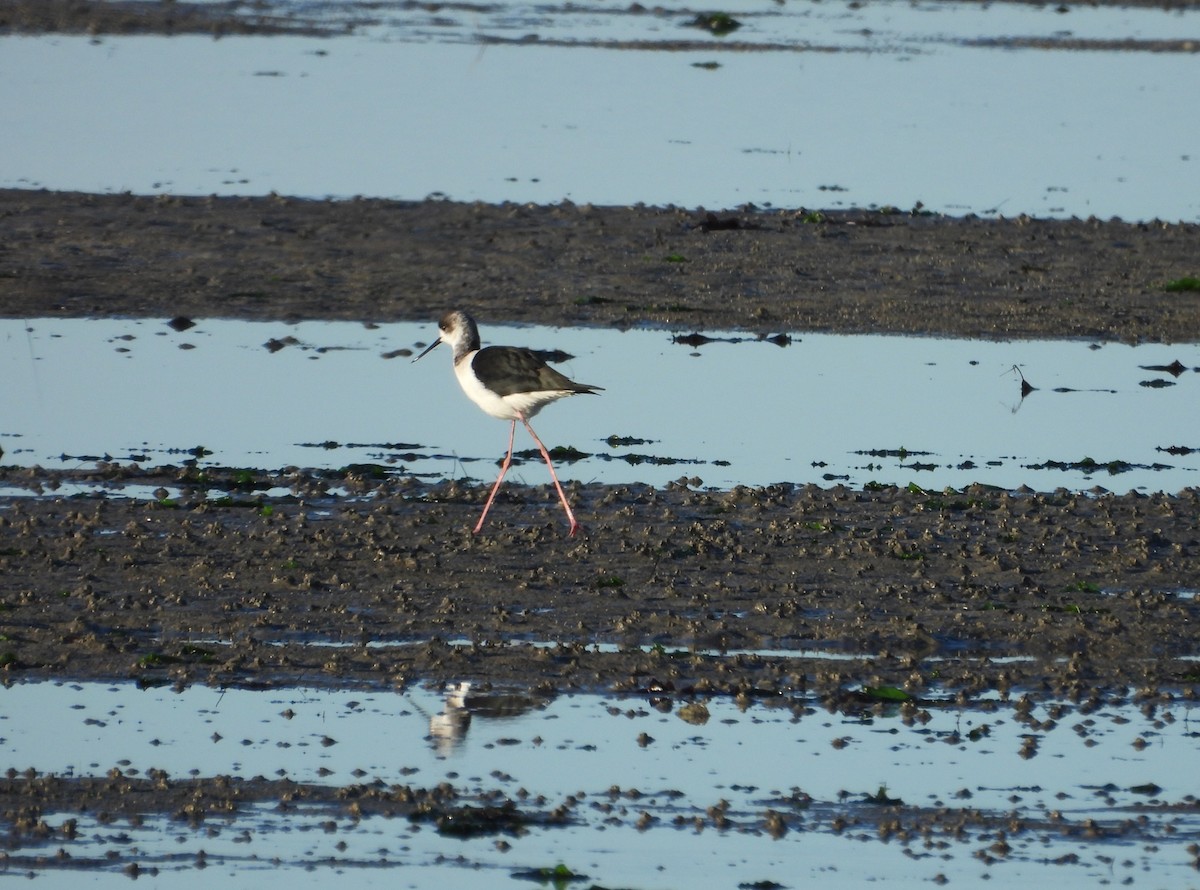 Pied Stilt - ML620770053