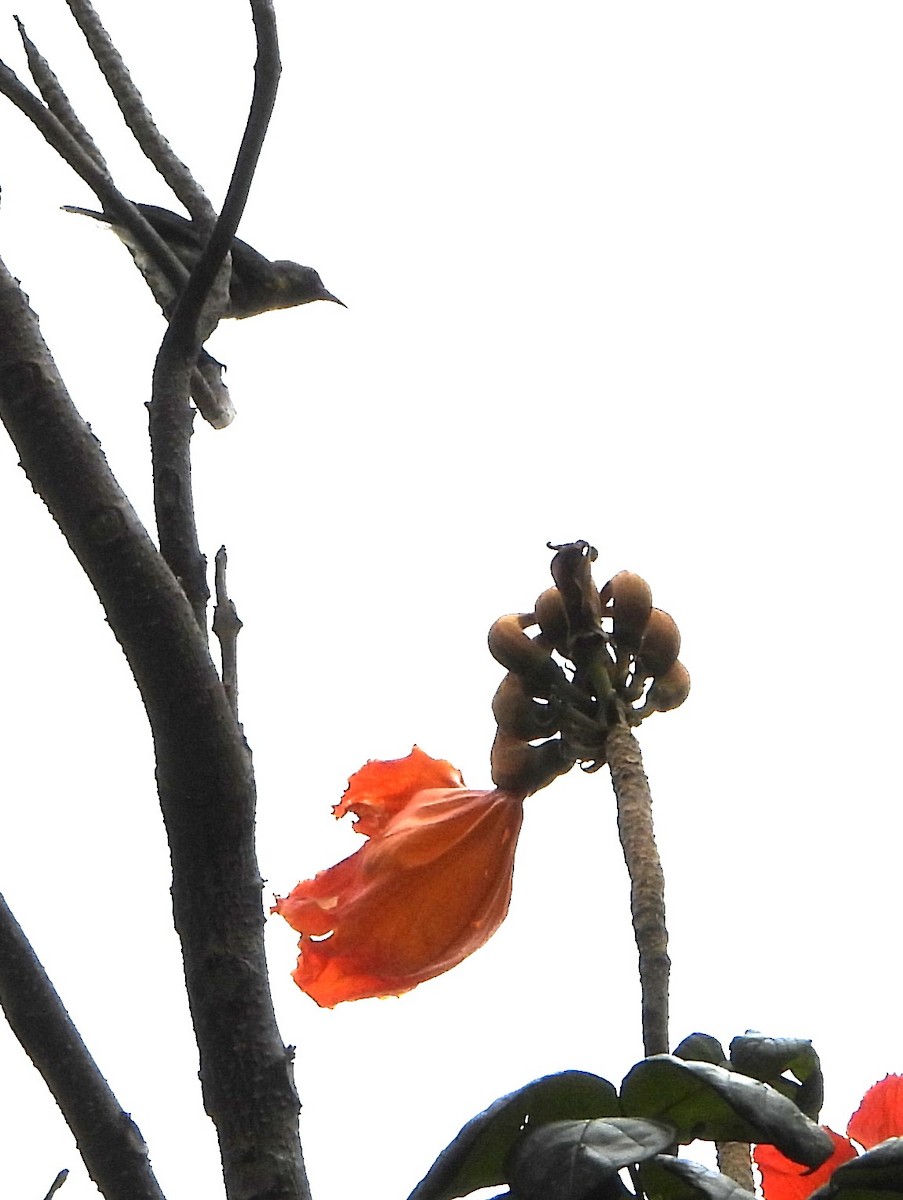 Bananaquit (Greater Antillean) - ML620770063