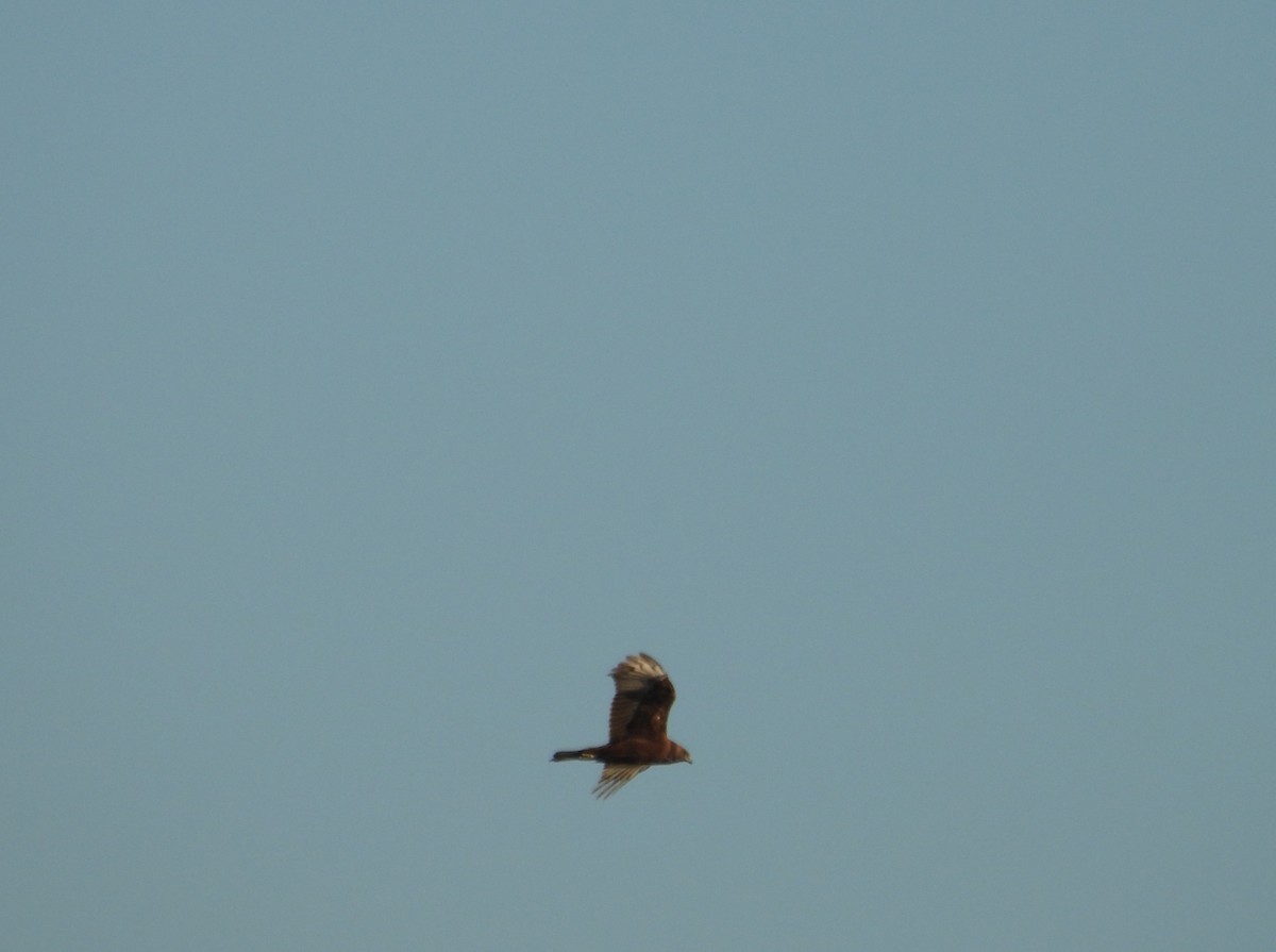 Swamp Harrier - ML620770065