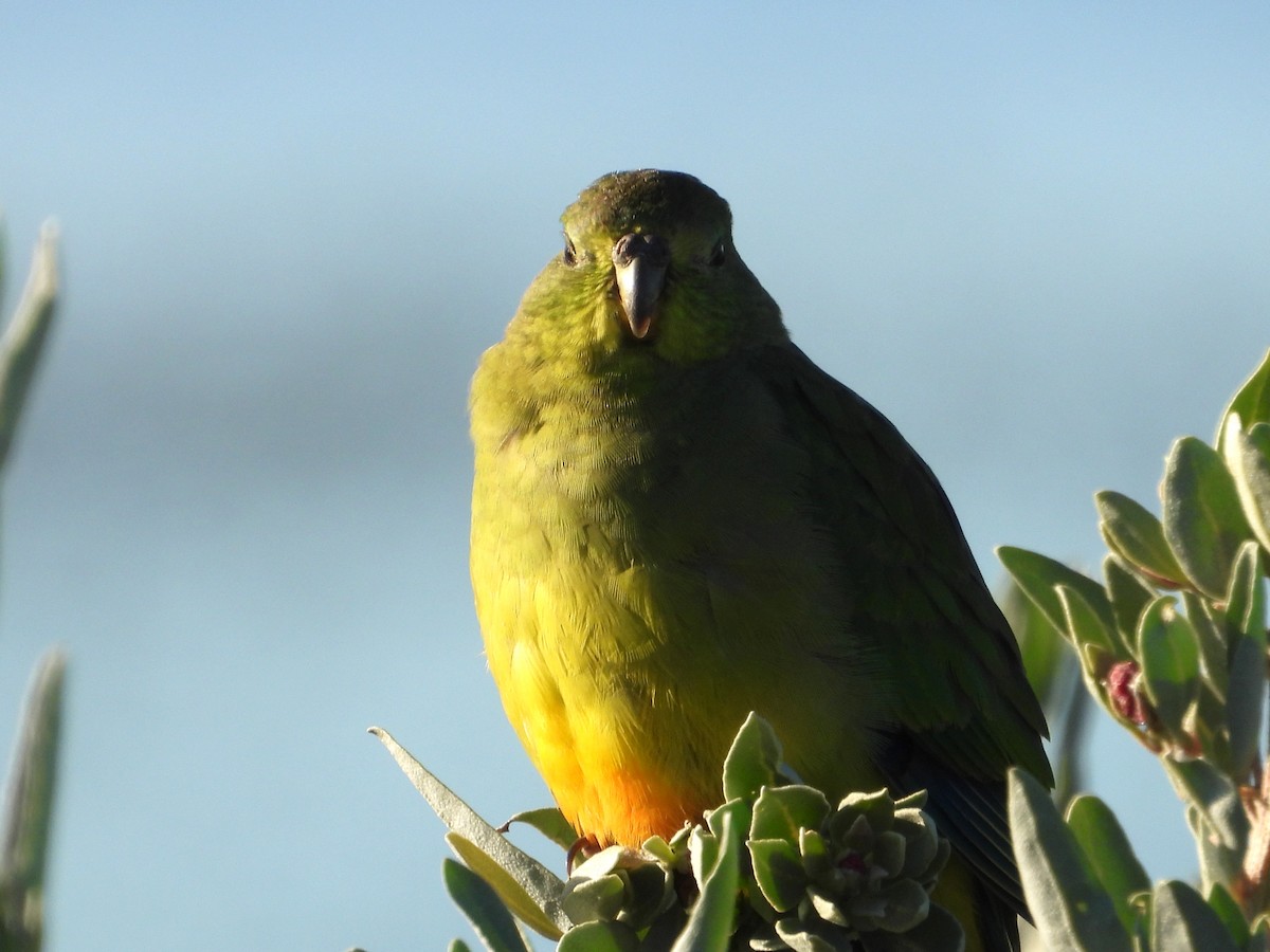 Orange-bellied Parrot - Joanne Thompson