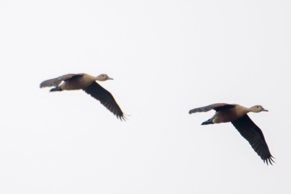 Lesser Whistling-Duck - ML620770085