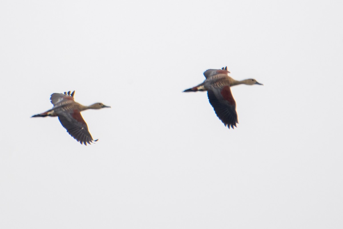 Lesser Whistling-Duck - ML620770089